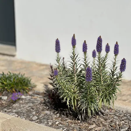 Torriciola Location Casa Lea 빌라 *