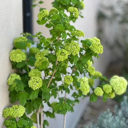 Villa Torriciola Location Casa Lea Propriano (Corsica)