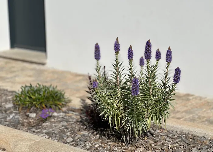 Torriciola Location Casa Lea Villa *