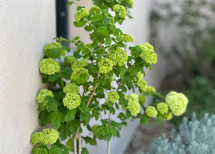 Villa Torriciola Location Casa Lea Propriano (Corsica)